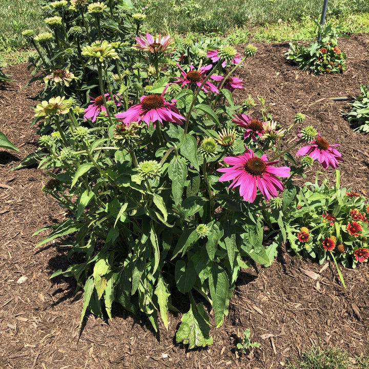 Echinacea purpurea 'Green Twister' ~ Green Twister Echinacea, Coneflower-ServeScape