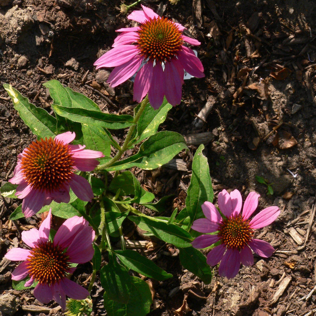 Echinacea purpurea 'Kim's Knee High' ~ Kim's Knee High Echinacea, Coneflower-ServeScape