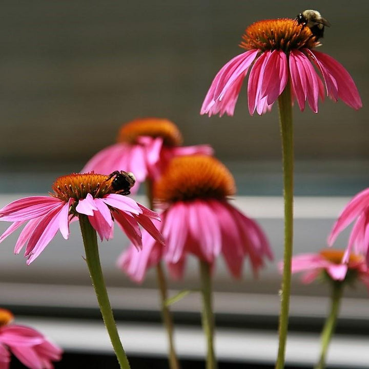 Echinacea purpurea 'Kim's Knee High' ~ Kim's Knee High Echinacea, Coneflower-ServeScape