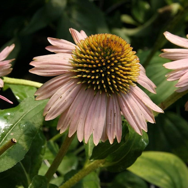 Echinacea purpurea 'Kim's Knee High' ~ Kim's Knee High Echinacea, Coneflower-ServeScape
