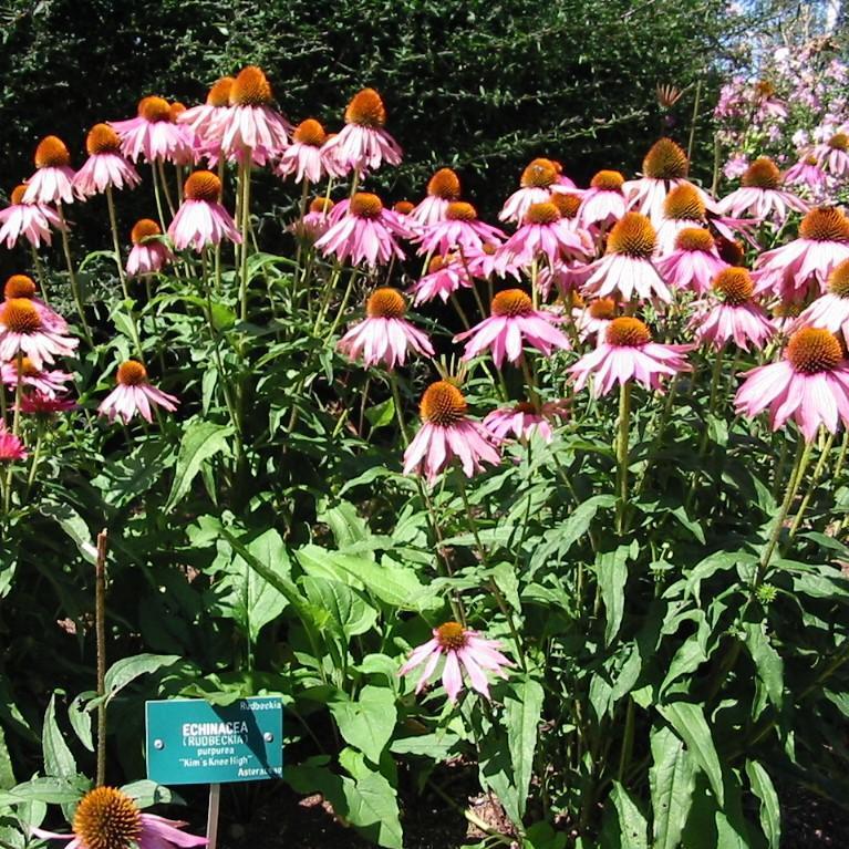 Echinacea purpurea 'Kim's Knee High' ~ Kim's Knee High Echinacea, Coneflower - Delivered By ServeScape