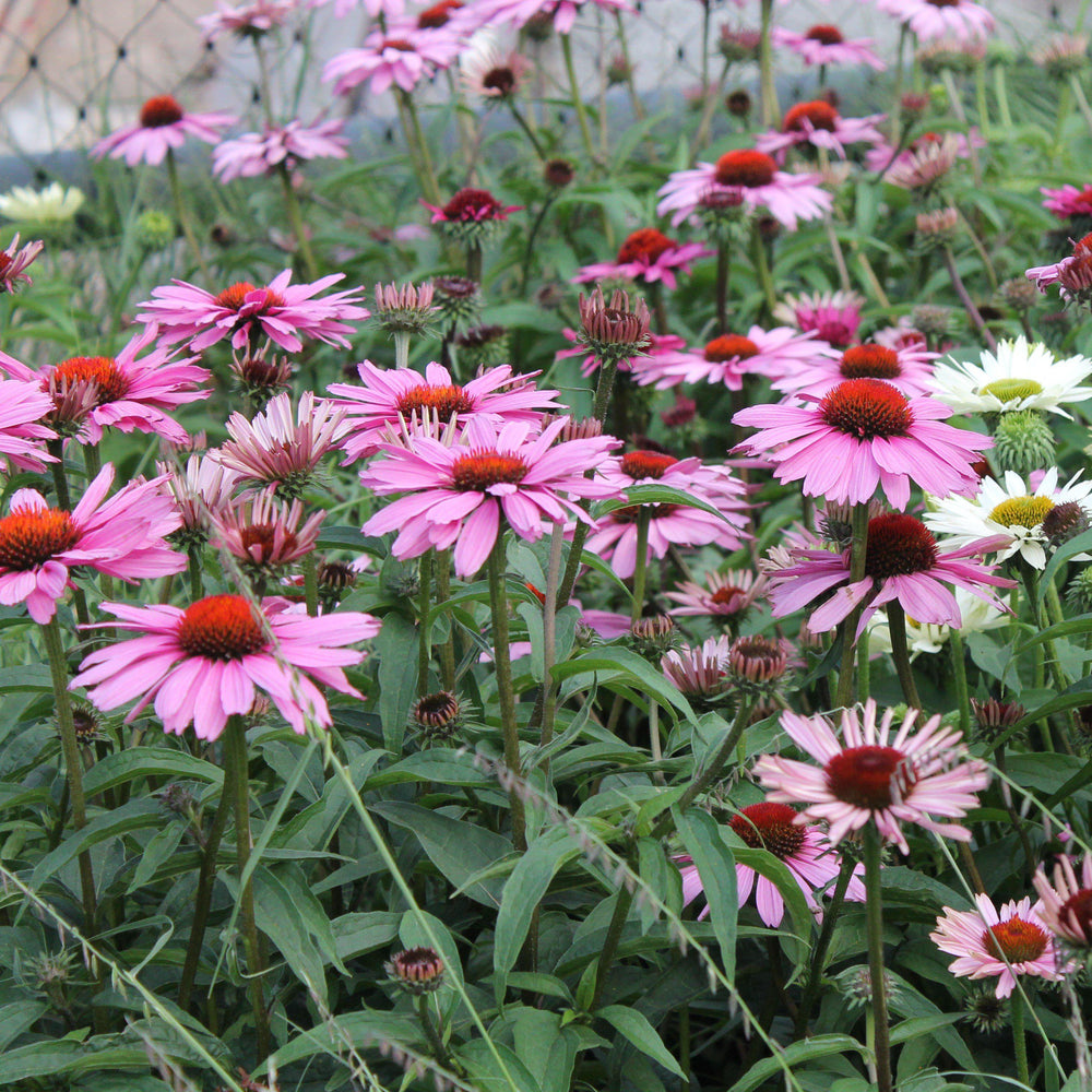 Echinacea purpurea 'Magnus' ~ Magnus Echinacea, Coneflower-ServeScape