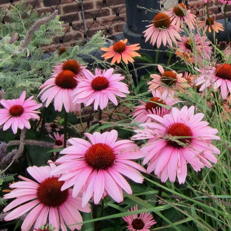 Echinacea purpurea 'Magnus' ~ Magnus Echinacea, Coneflower-ServeScape