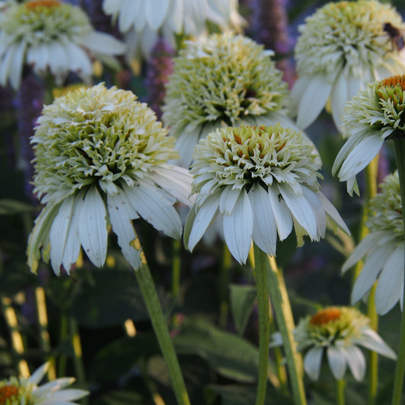 Echinacea purpurea 'Milkshake' ~ Cone-fections™ Milkshake Echinacea, Conflower-ServeScape