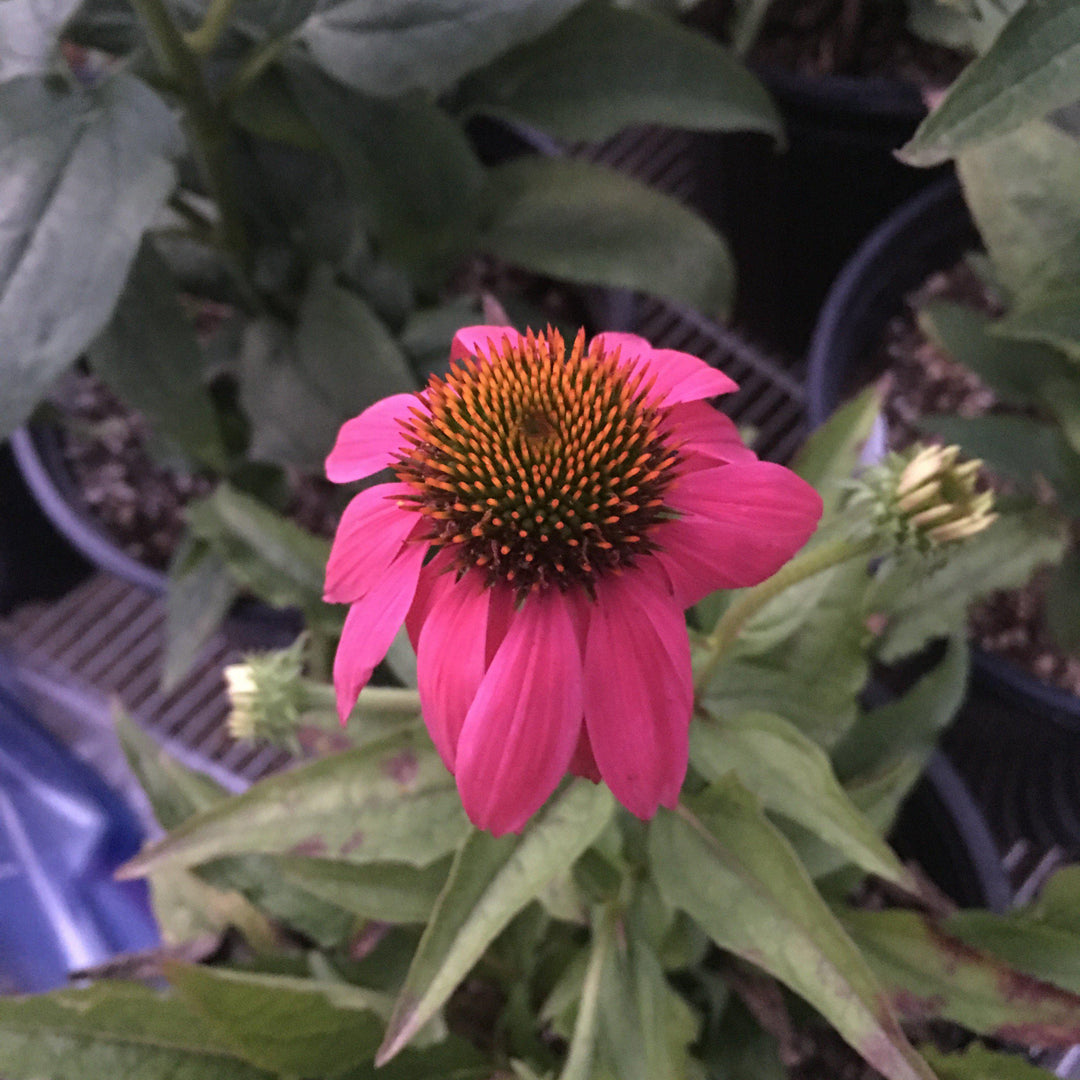 Echinacea purpurea 'PAS702917' ~ PowWow®  Wild Berry Echinacea, Coneflower - Delivered By ServeScape