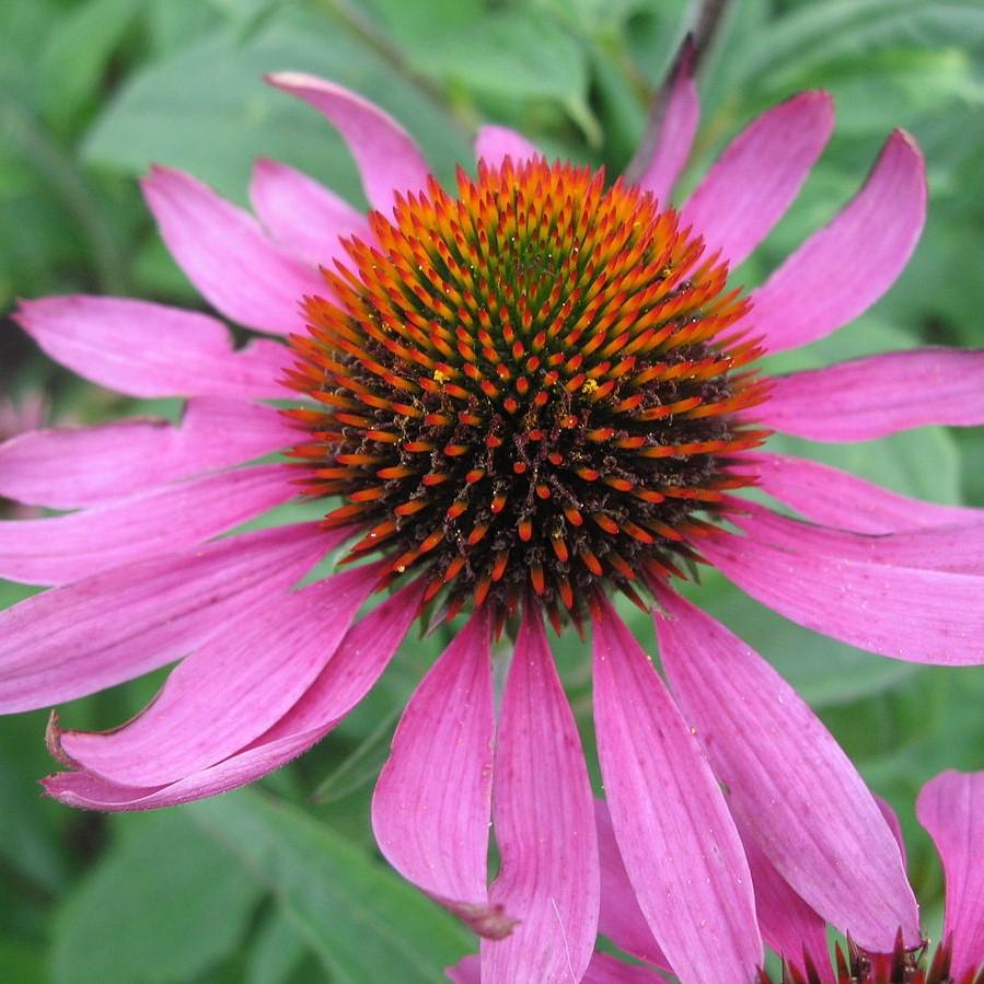 Echinacea purpurea ~ Purple Coneflower-ServeScape