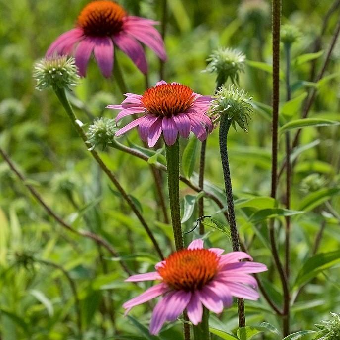 Echinacea purpurea ~ Purple Coneflower-ServeScape