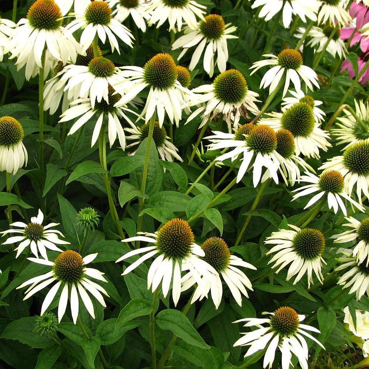 Echinacea purpurea 'White Swan' ~ White Swan Echinacea, Coneflower-ServeScape