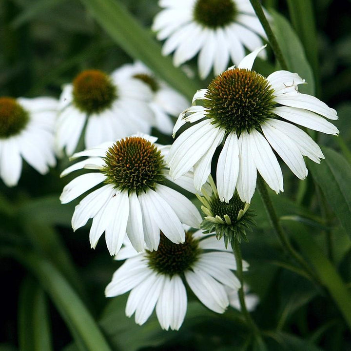 Echinacea purpurea 'White Swan' ~ White Swan Echinacea, Coneflower-ServeScape