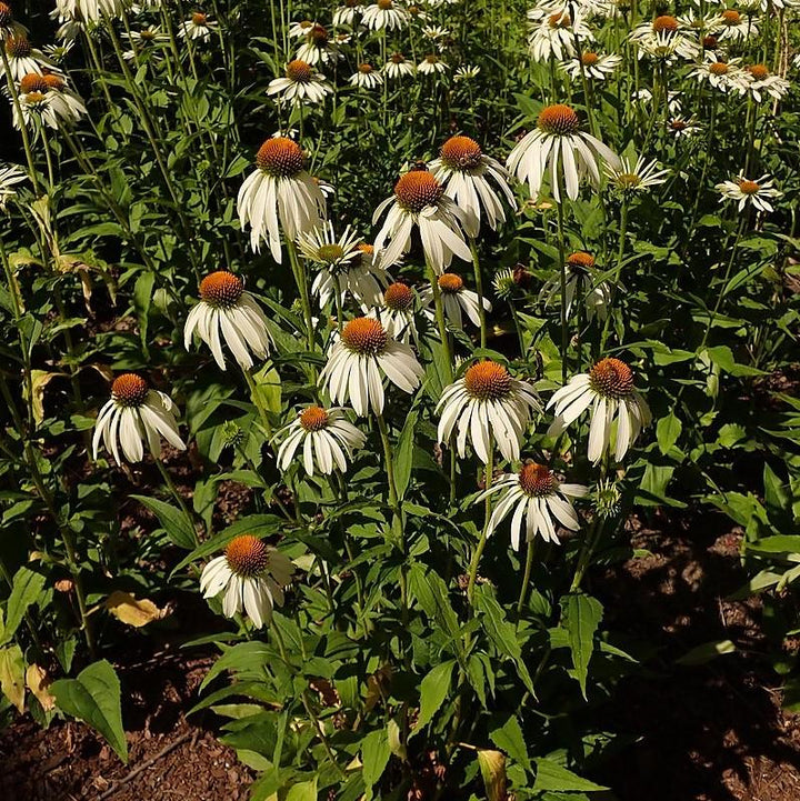 Echinacea purpurea 'White Swan' ~ White Swan Echinacea, Coneflower-ServeScape