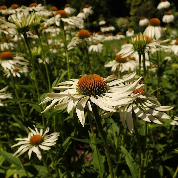 Echinacea purpurea 'White Swan' ~ White Swan Echinacea, Coneflower-ServeScape