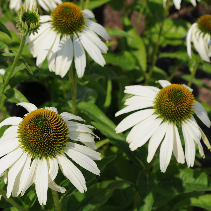 Echinacea purpurea 'White Swan' <White Swan Echinacea, Coneflower - Delivered By ServeScape