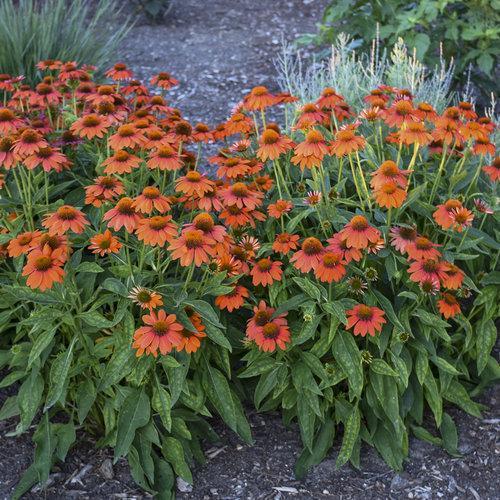 Echinacea x 'Balsomador' PP #26,639 ~ Sombrero® Adobe Orange Improved Coneflower-ServeScape