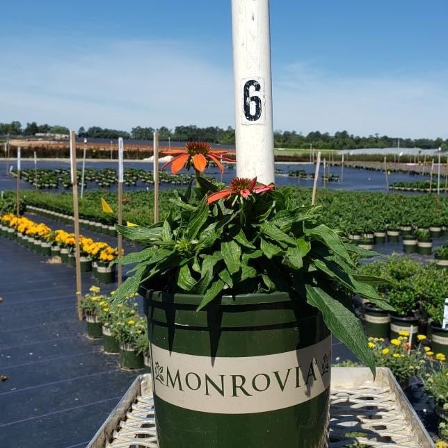 Echinacea x 'Balsomador' PP #26,639 ~ Sombrero® Adobe Orange Improved Coneflower-ServeScape