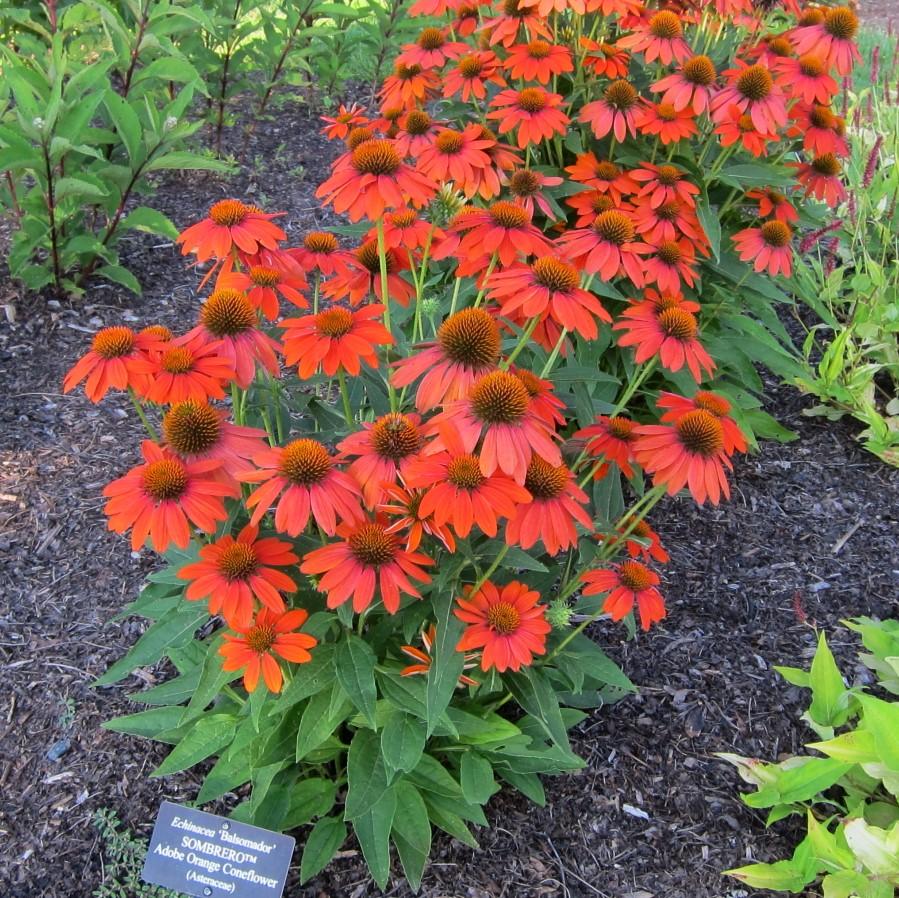 Echinacea x 'Balsomador' PP #26,639 ~ Sombrero® Adobe Orange Improved Coneflower-ServeScape