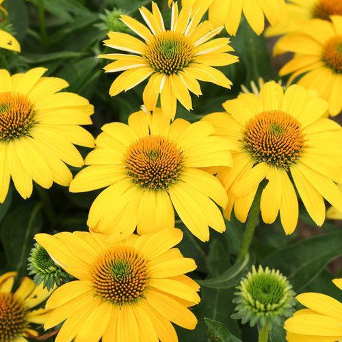Echinacea x 'Balsomemyim' ~ Sombrero® Lemon Yellow Improved Coneflower-ServeScape