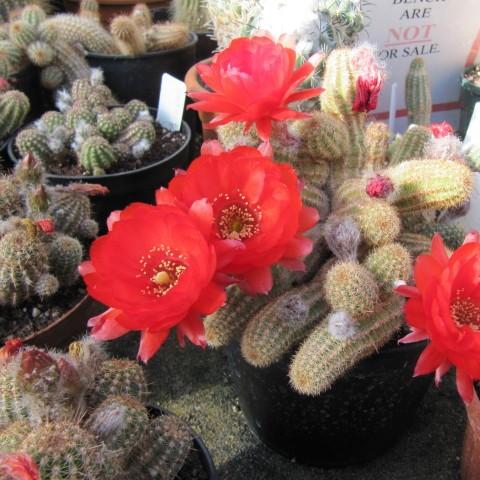 Echinopsis chamaecereus ~ Peanut Cactus - Delivered By ServeScape