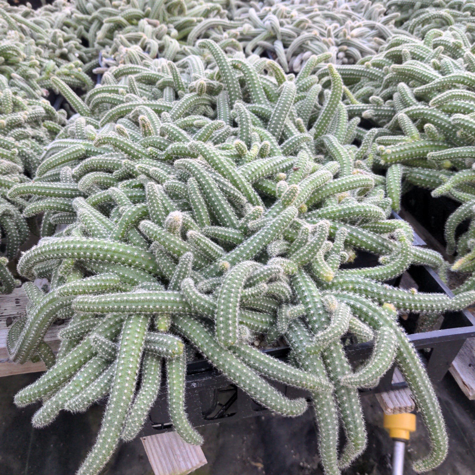 Echinopsis chamaecereus ~ Peanut Cactus-ServeScape