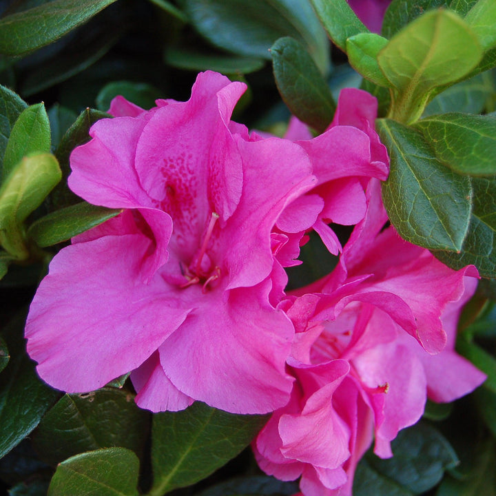 Rhododendron x ‘MNIHAR012' PP23,006 ~ Echo® Lavender Twist™ Azalea-ServeScape