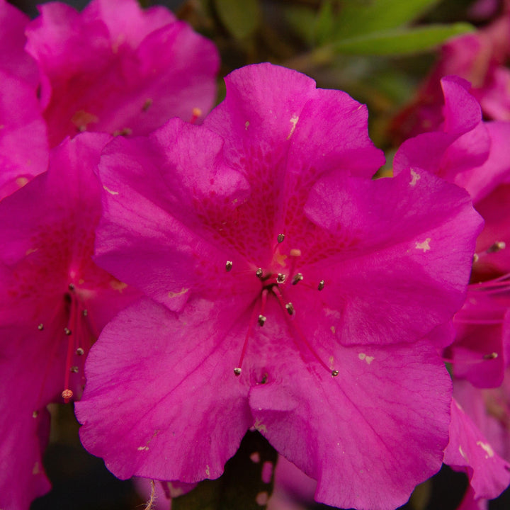 Rhododendron x 'RutRhod1' ~ Echo® Augusta Echo® Azalea-ServeScape