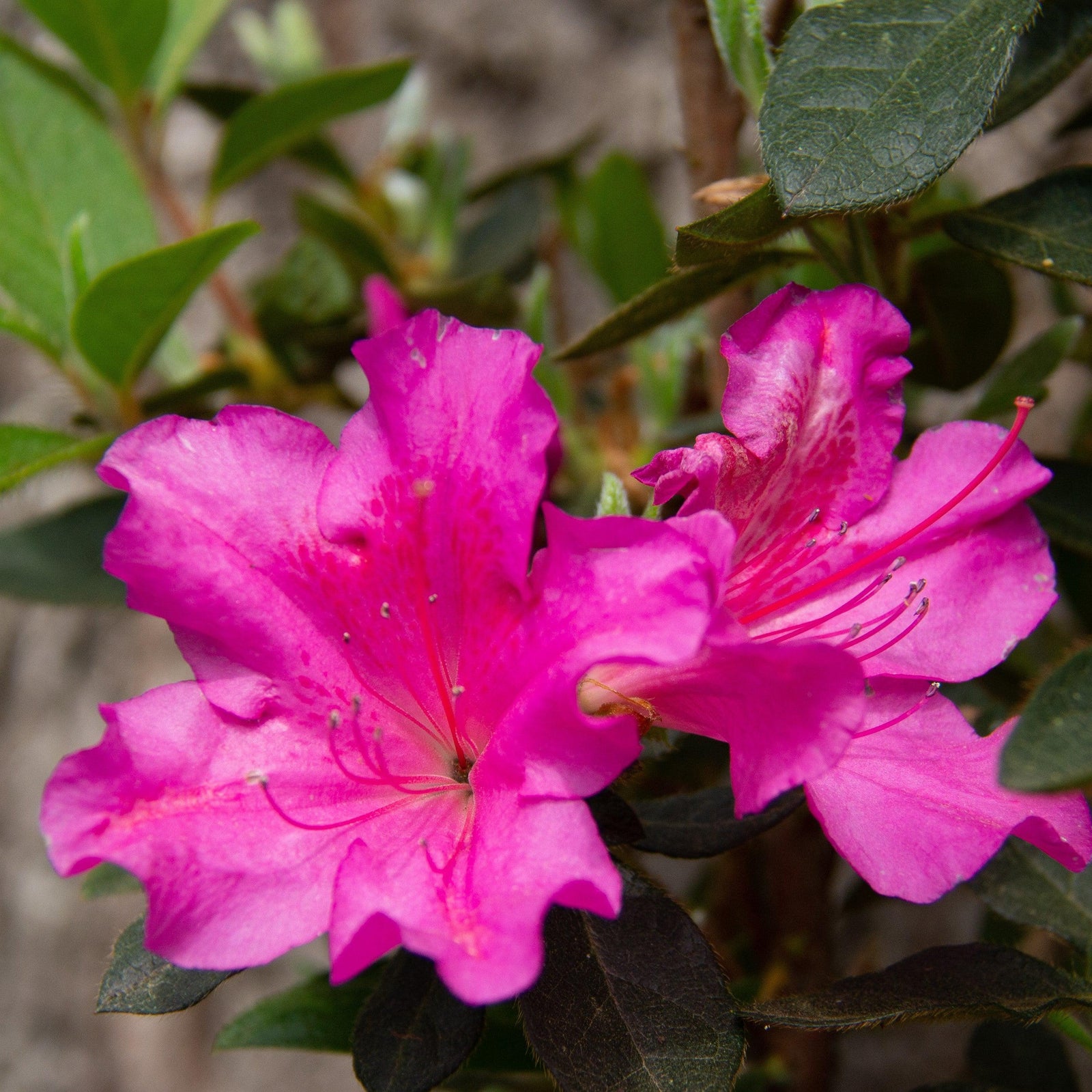 Rhododendron x 'RutRhod1' ~ Echo® Augusta Echo® Azalea-ServeScape