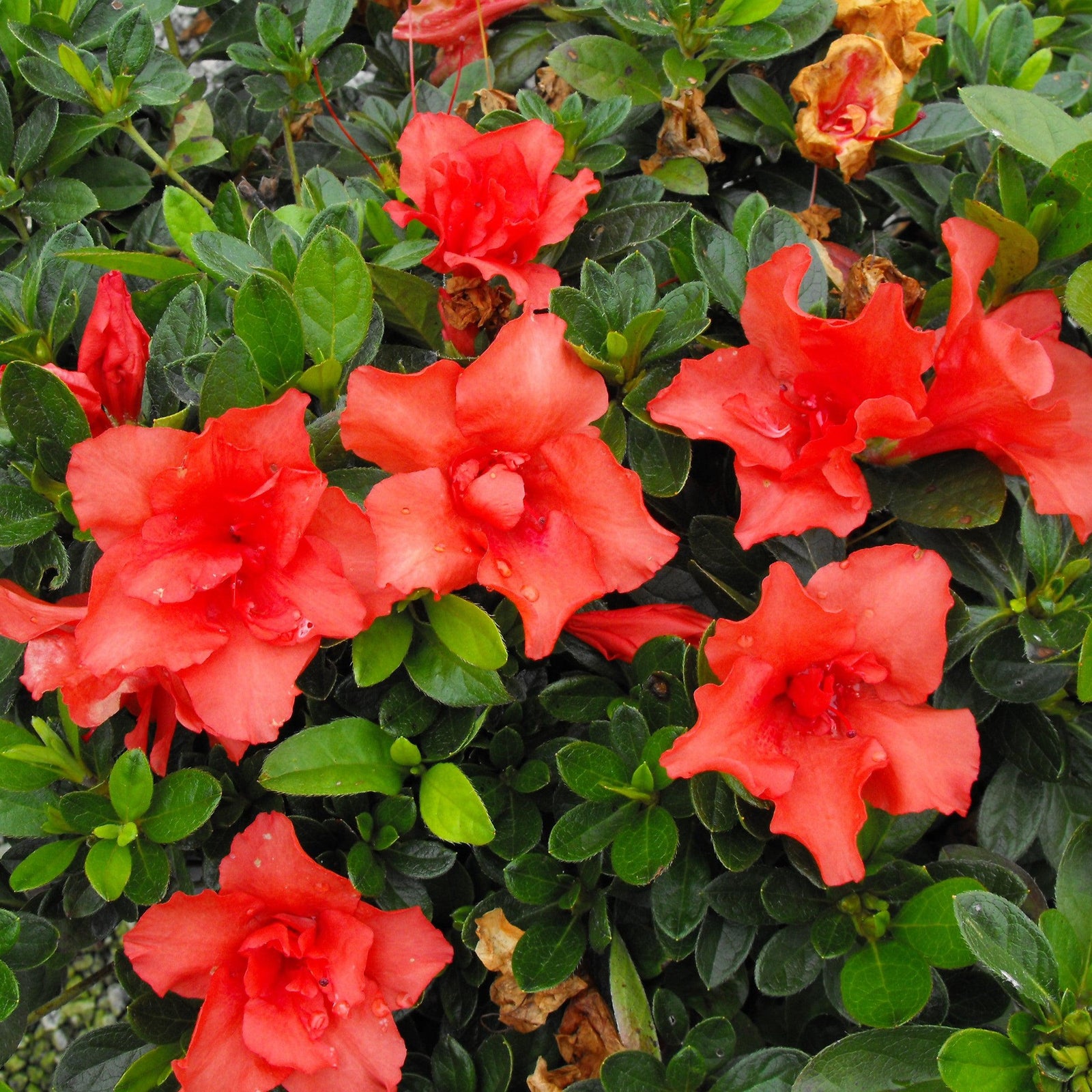 Rhododendron x ‘MNIESM’ PP17,192 ~ Echo® Orange Frost Azalea-ServeScape