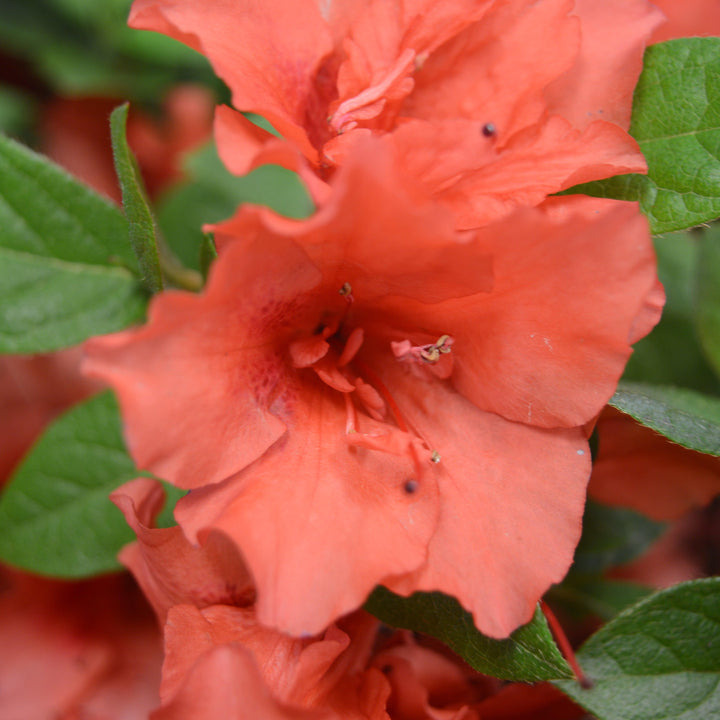 Rhododendron x ‘MNIHAR010’ P22,545 ~ Bloom 'N Again®Peachy Keen Azalea-ServeScape