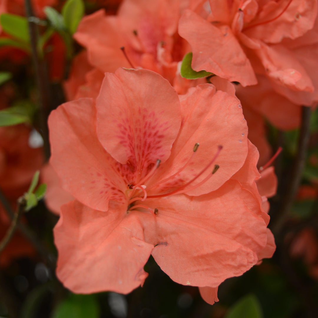 Rhododendron x ‘MNIHAR010’ P22,545 ~ Bloom 'N Again®Peachy Keen Azalea-ServeScape