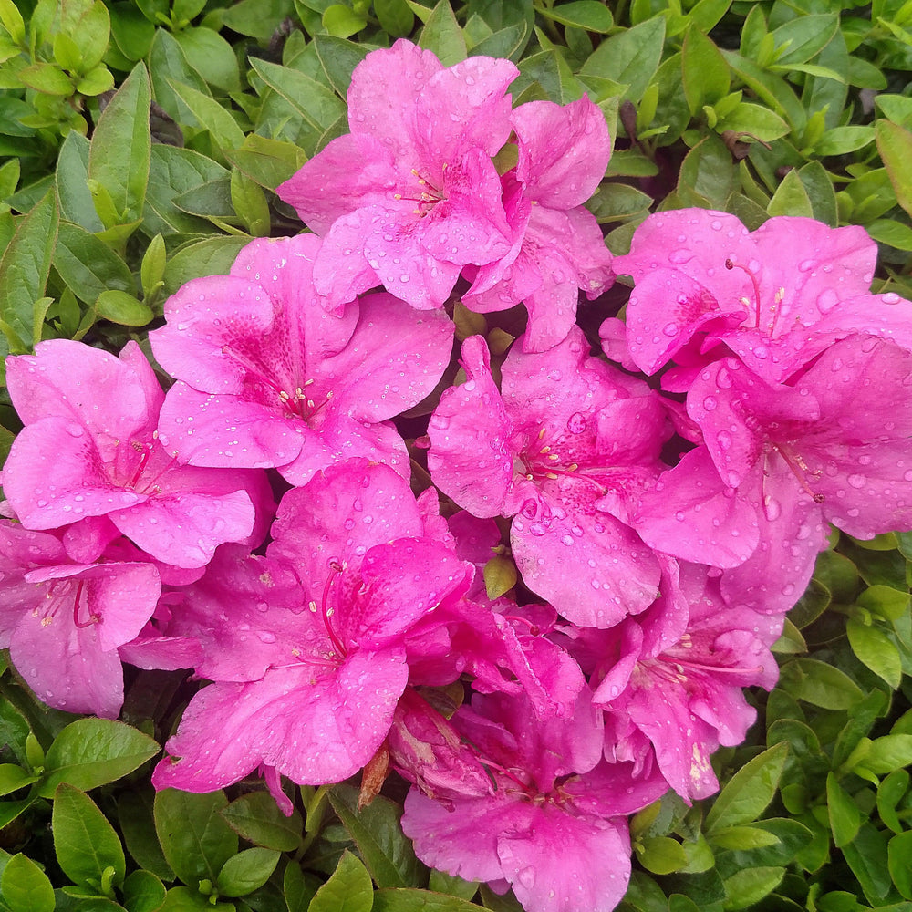 Rhododendron x ‘MNIHAR026’ PP24,384 ~ Echo® Purple Fusion Azalea-ServeScape