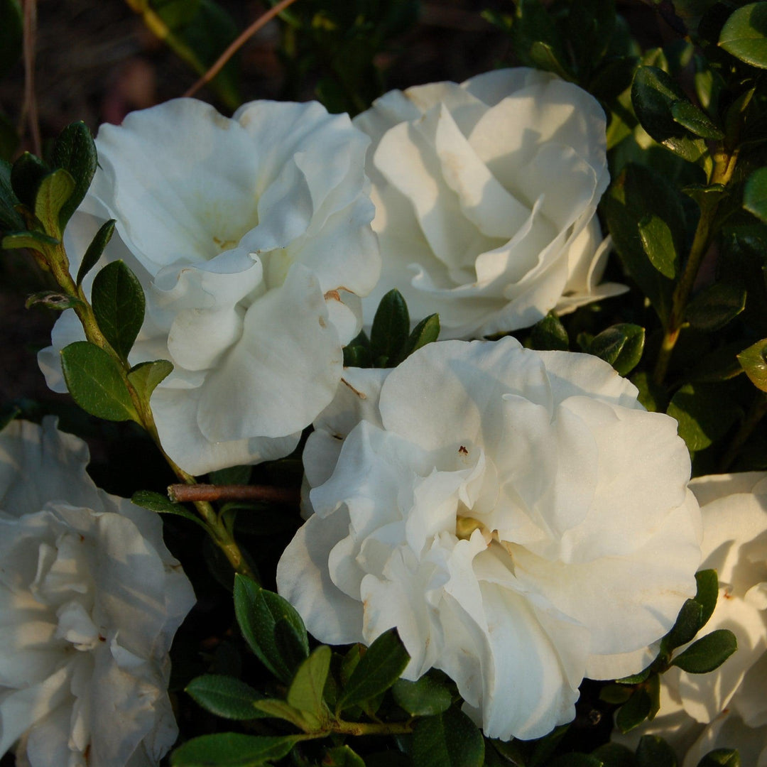 Rhododendron x 'Hardy Gardenia' ~ Echo® Snowball Azalea-ServeScape