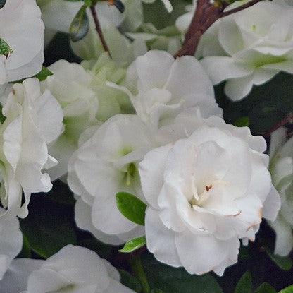 Rhododendron x 'Hardy Gardenia' ~ Echo® Snowball Azalea-ServeScape