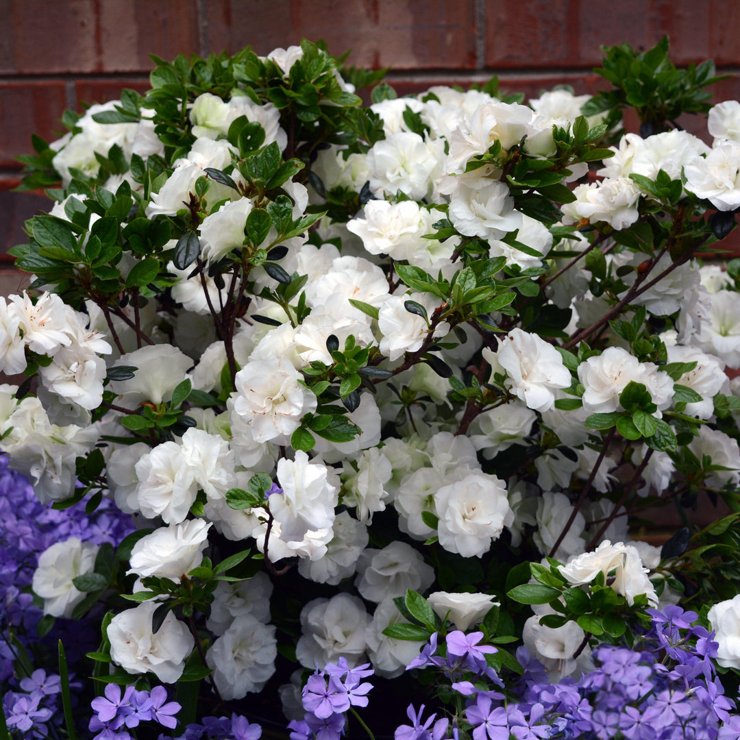 Rhododendron x 'Hardy Gardenia' ~ Echo® Snowball Azalea-ServeScape