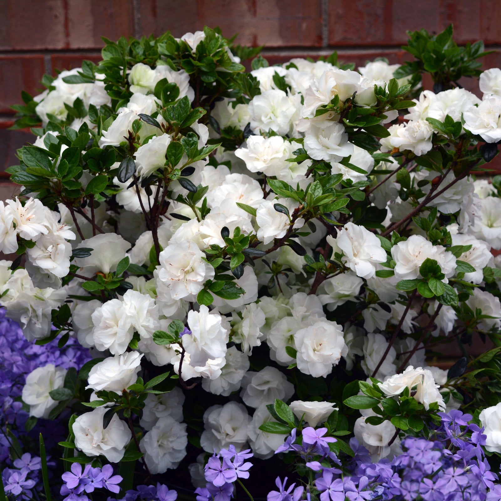 Rhododendron x 'Hardy Gardenia' ~ Echo® Snowball Azalea-ServeScape
