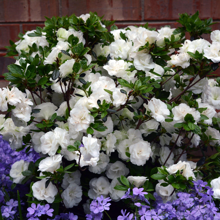 Rhododendron x 'Hardy Gardenia' ~ Echo® Snowball Azalea-ServeScape
