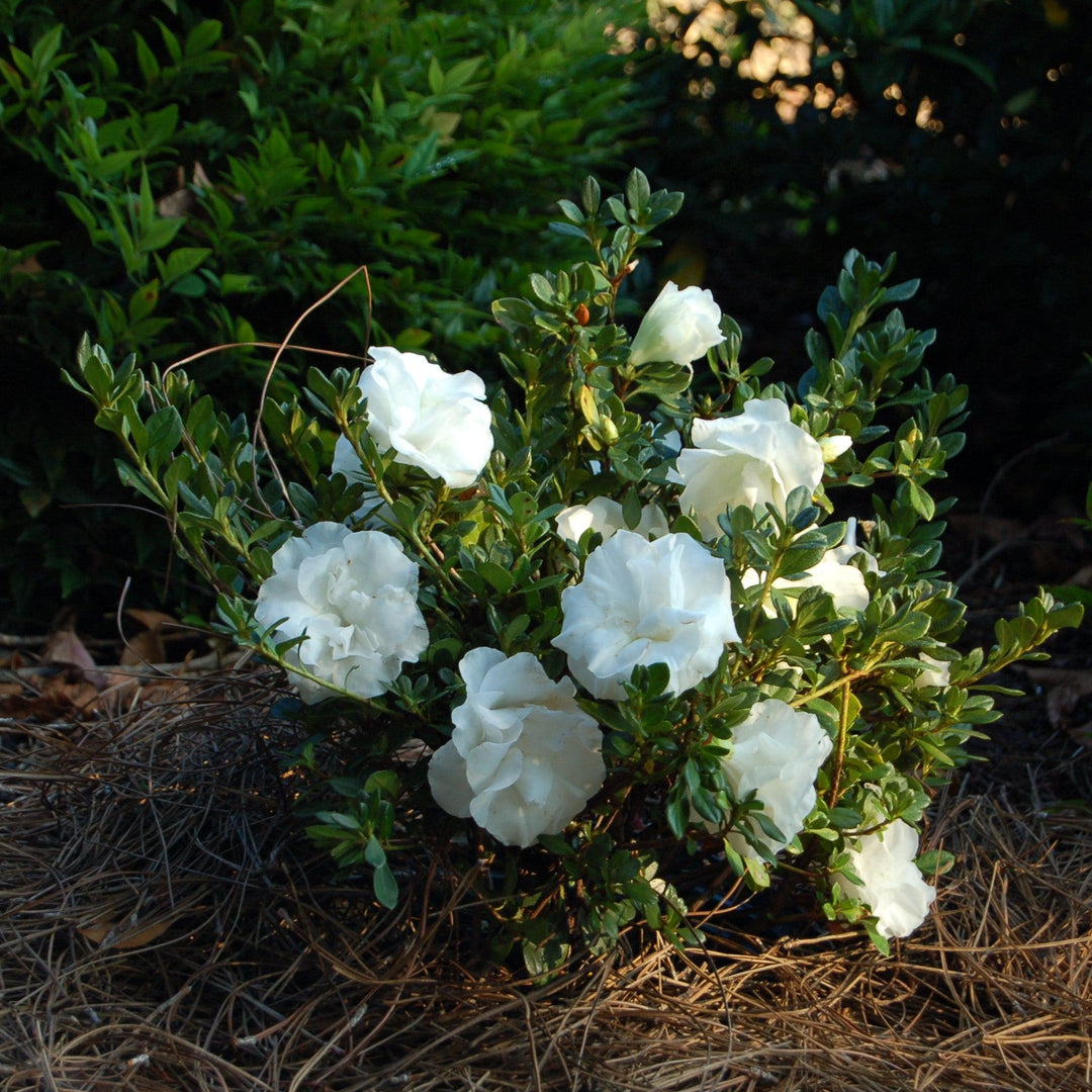 Rhododendron x 'Hardy Gardenia' ~ Echo® Snowball Azalea-ServeScape