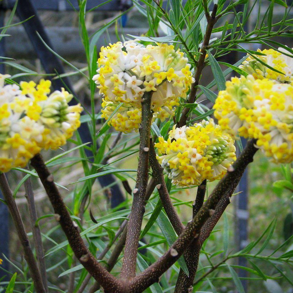 Edgeworthia chrysantha ~ Paperbush Plant - Delivered By ServeScape