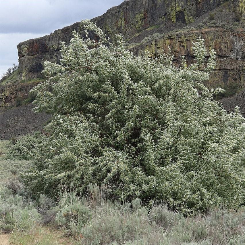 Elaeagnus angustifolia ~ Russian Olive-ServeScape