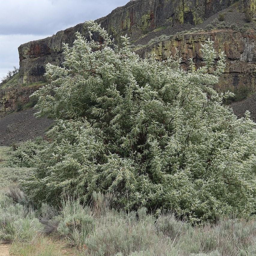 Elaeagnus angustifolia ~ Russian Olive-ServeScape