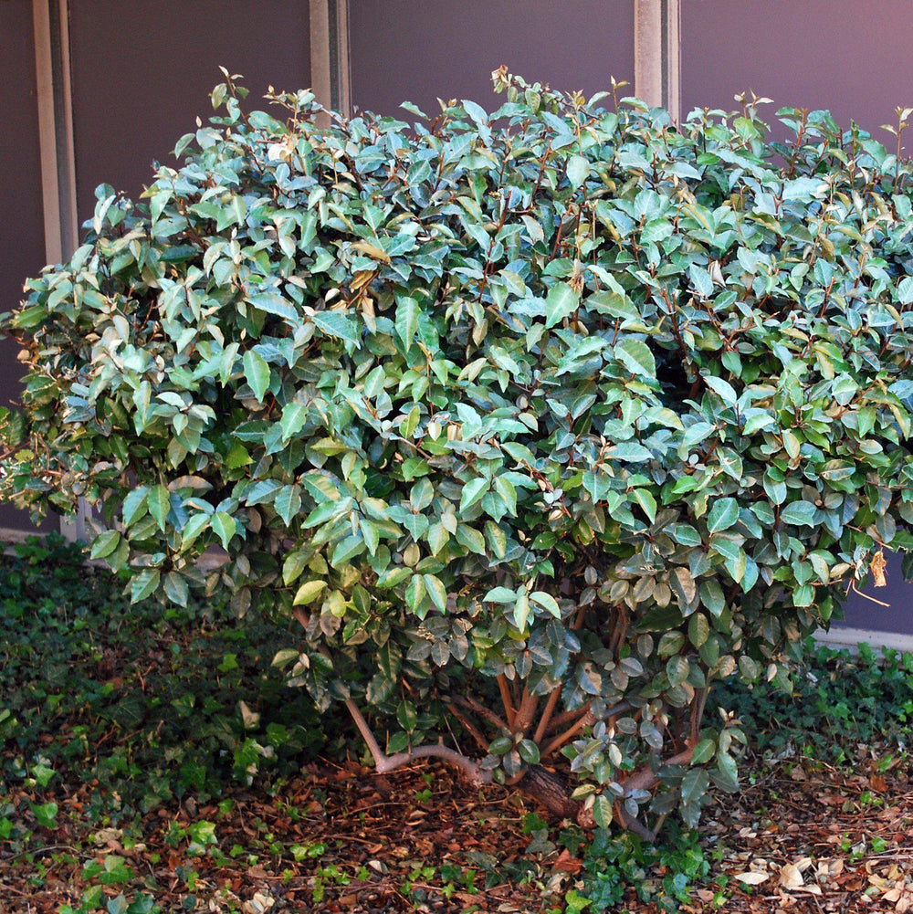 Elaeagnus pungens 'Fruitlandii' ~ Fruitlandii Elaeagnus-ServeScape