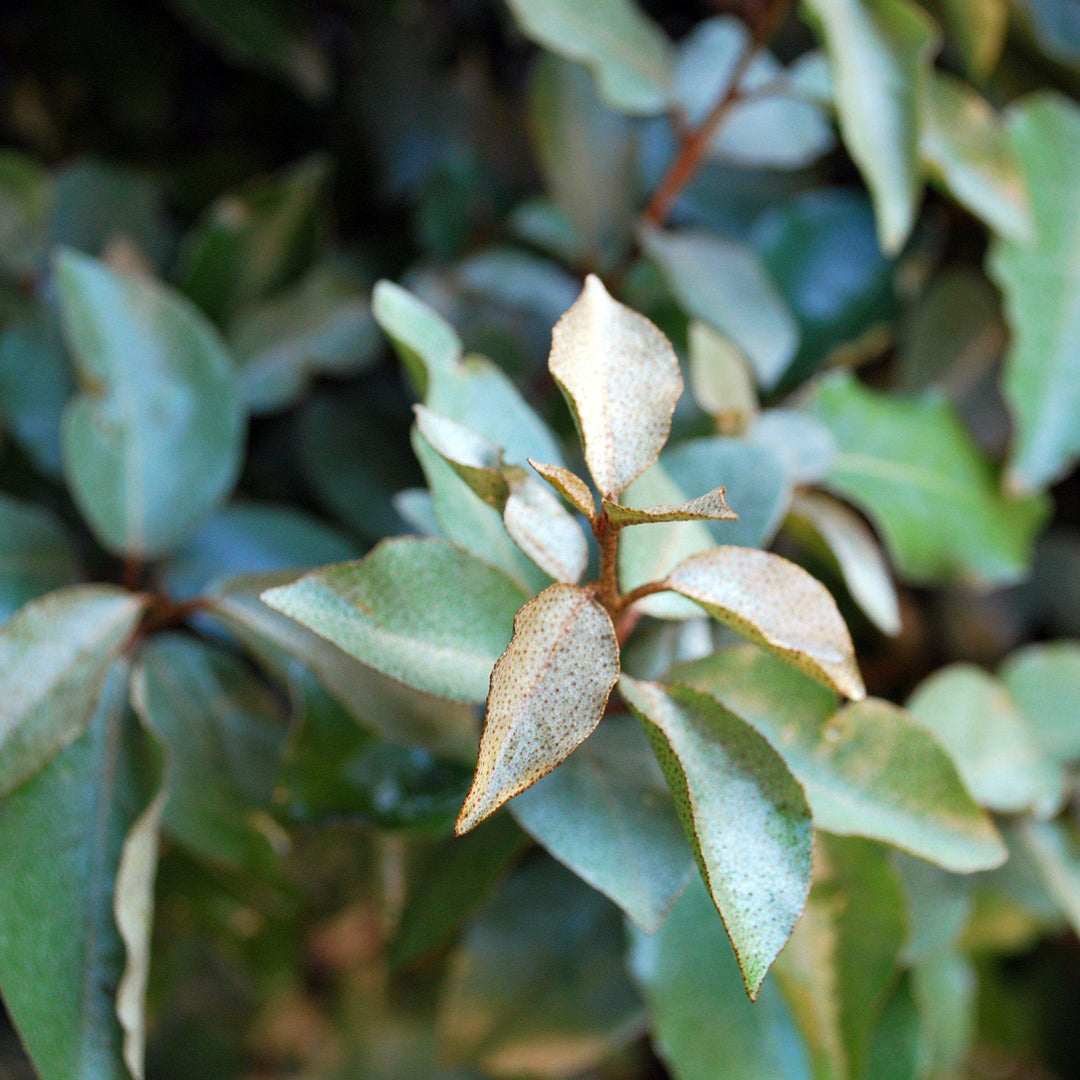 Elaeagnus pungens 'Fruitlandii' ~ Fruitlandii Elaeagnus-ServeScape