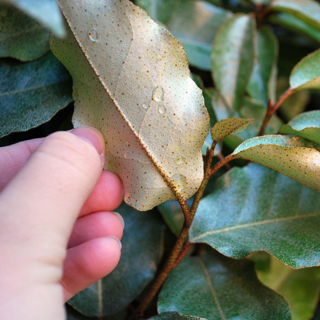 Elaeagnus pungens 'Fruitlandii' ~ Fruitlandii Elaeagnus-ServeScape