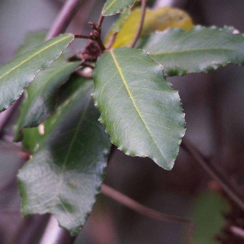 Elaeagnus pungens 'Fruitlandii' ~ Fruitlandii Elaeagnus - Delivered By ServeScape