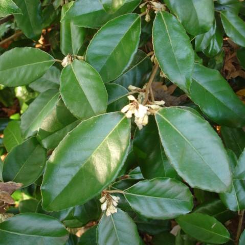 Elaeagnus x ebbingei ~ Ebbinge's Silverberry, Oleaste-ServeScape