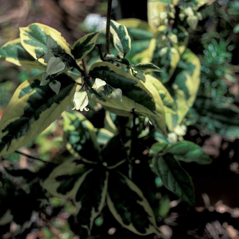 Elaegnus x ebbengii ‘Viveleg’ ~Olive Martini™ Elaeagnus, Oleaster - Delivered By ServeScape