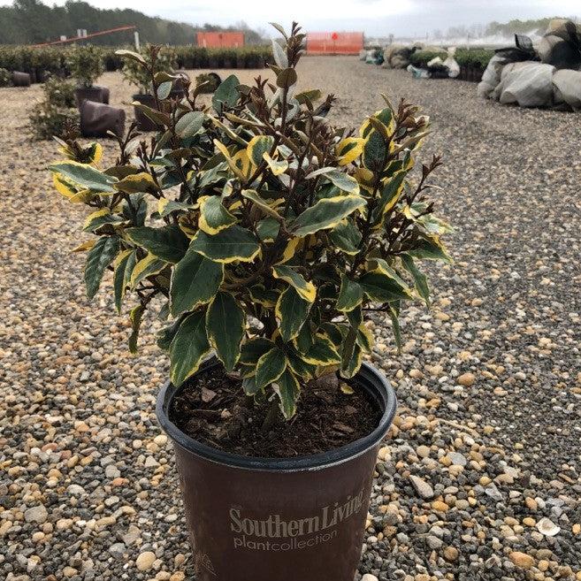 Elaeagnus x ebbingei ‘Viveleg’ ~ Olive Martini™ Elaeagnus, Oleaster-ServeScape