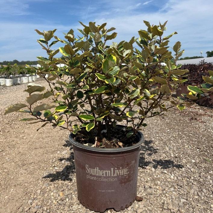 Elaeagnus x ebbingei ‘Viveleg’ ~ Olive Martini™ Elaeagnus, Oleaster-ServeScape