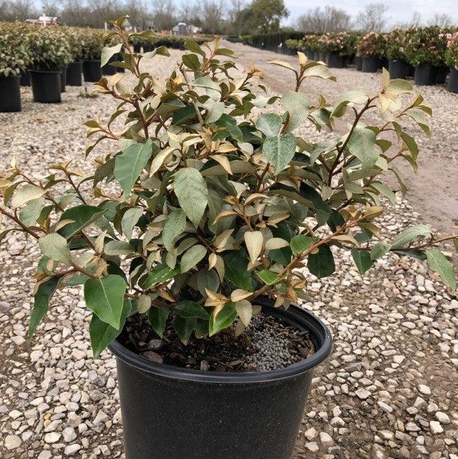 Elaeagnus x ebbingei ~ Ebbinge's Silverberry, Oleaste-ServeScape