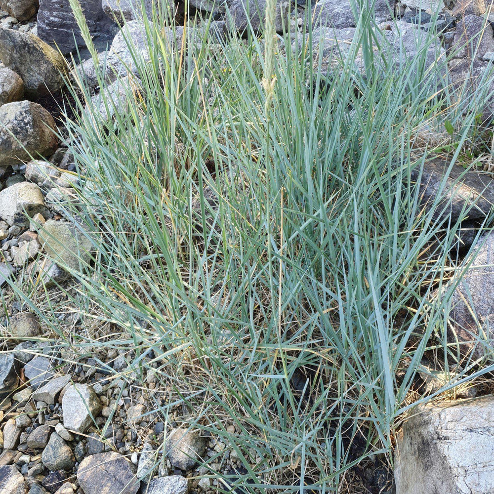 Elymus arenarius 'Blue Dune' ~ Blue Dune Lyme Grass-ServeScape