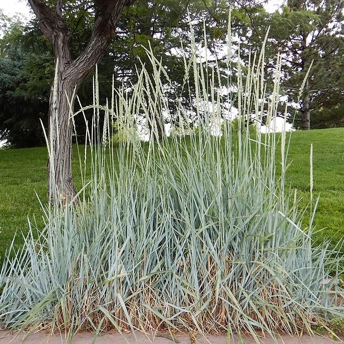 Elymus arenarius 'Blue Dune' ~ Blue Dune Lyme Grass-ServeScape