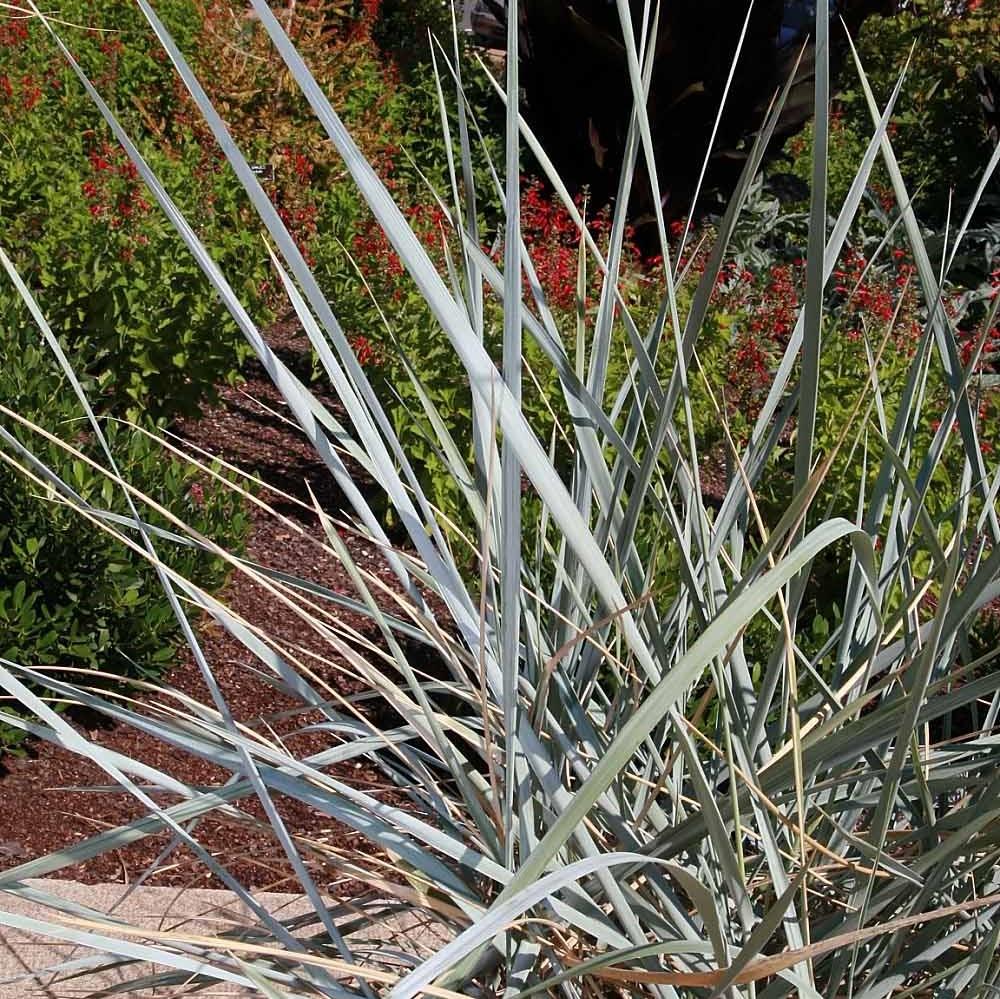 Elymus arenarius 'Blue Dune' ~ Blue Dune Lyme Grass-ServeScape